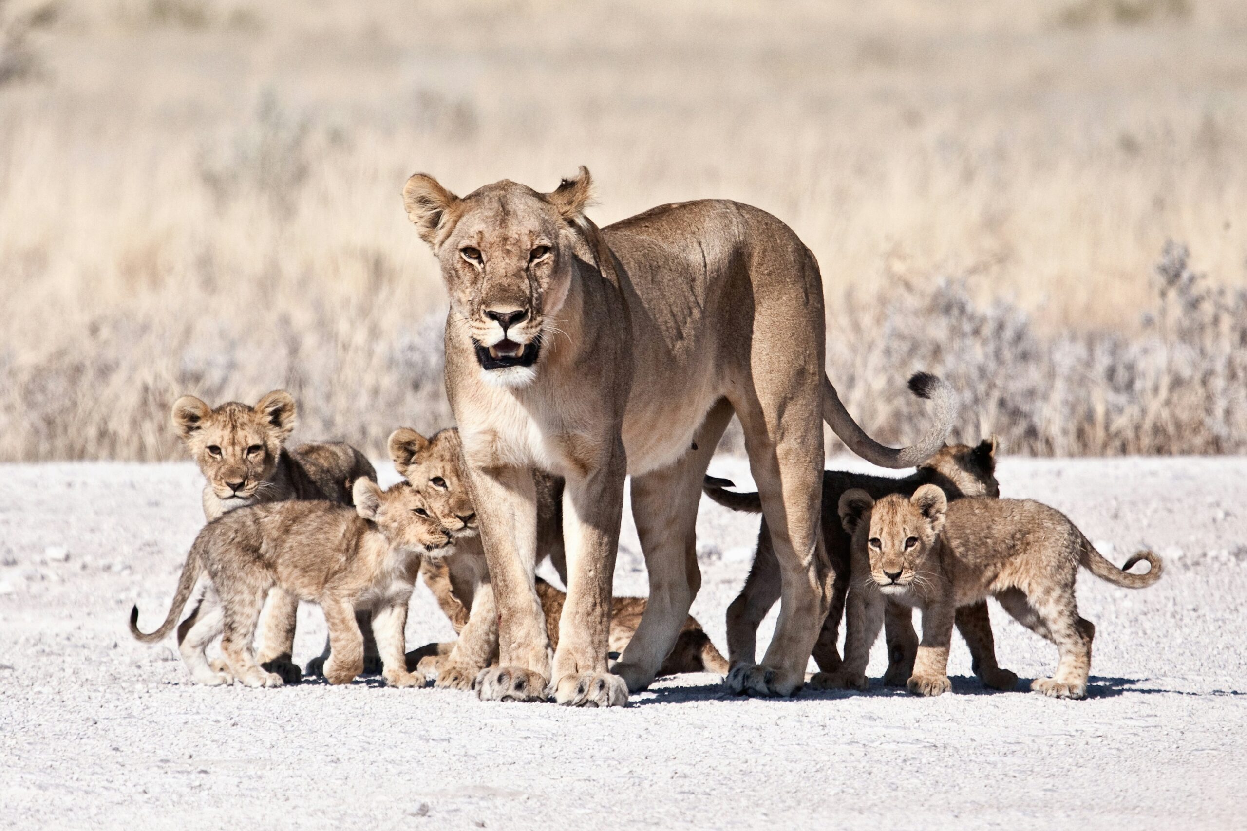 A Luxury Family Safari in South Africa