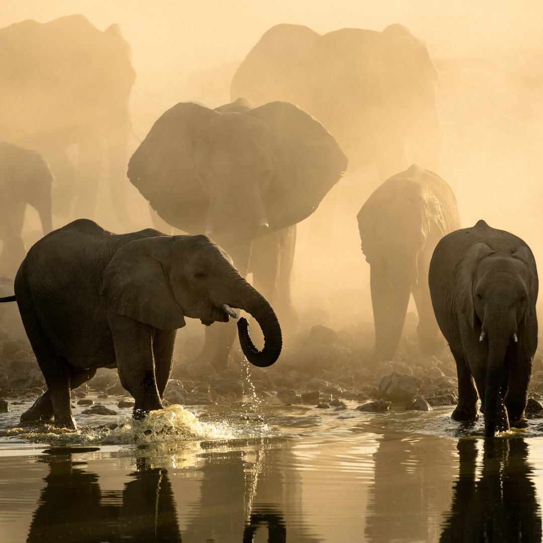 Elephants Botswana