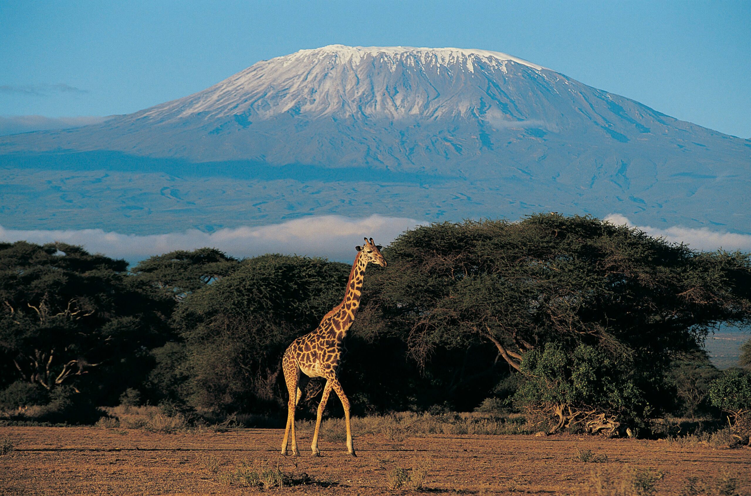 A Family Kenyan Safari